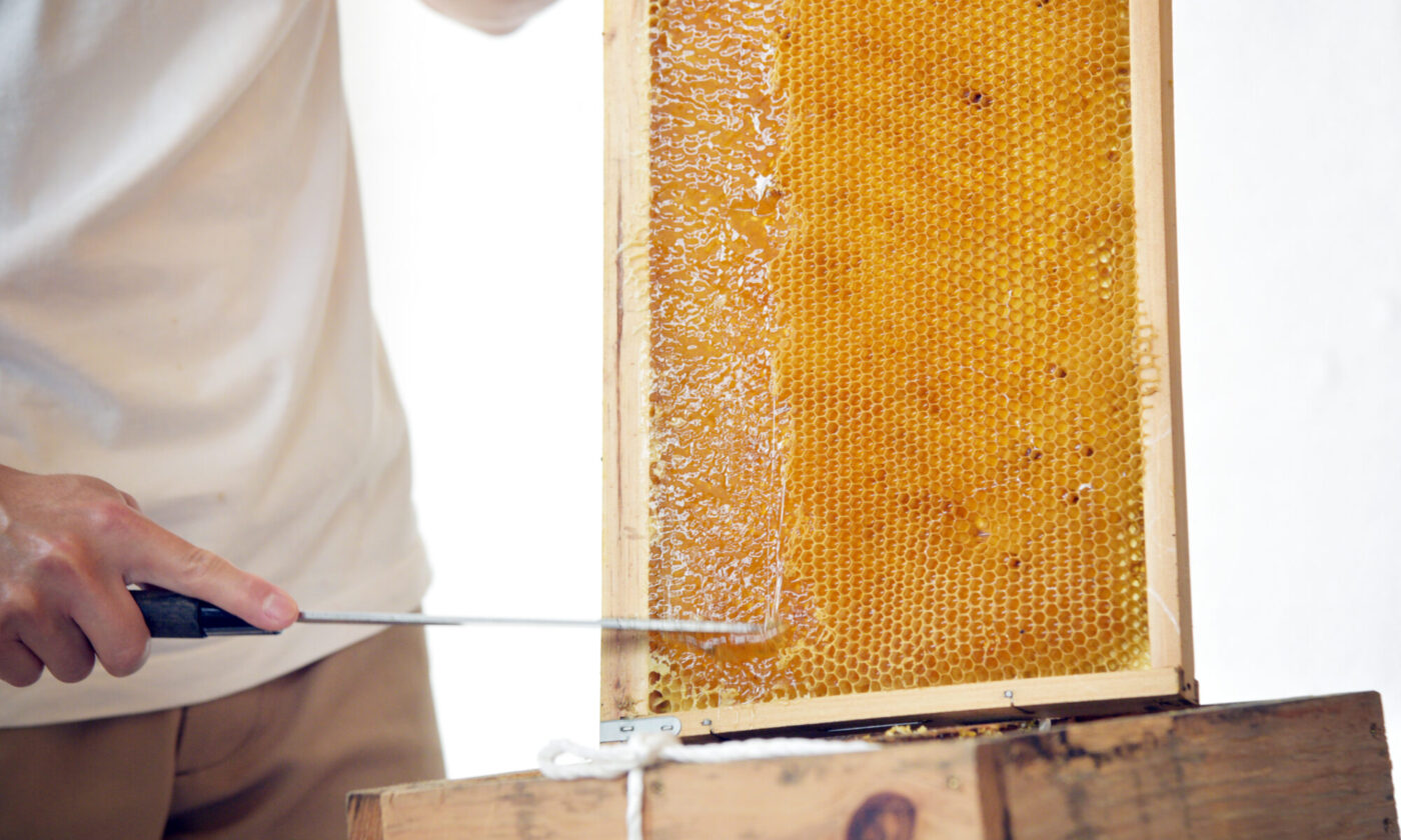 はちみつ採取体験