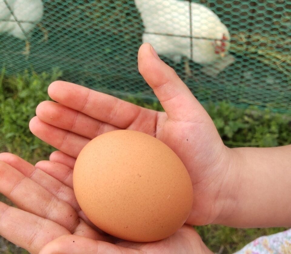 はちみつピクニック