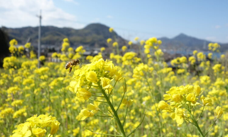 巣箱のオーナー様を募集します(個人様)